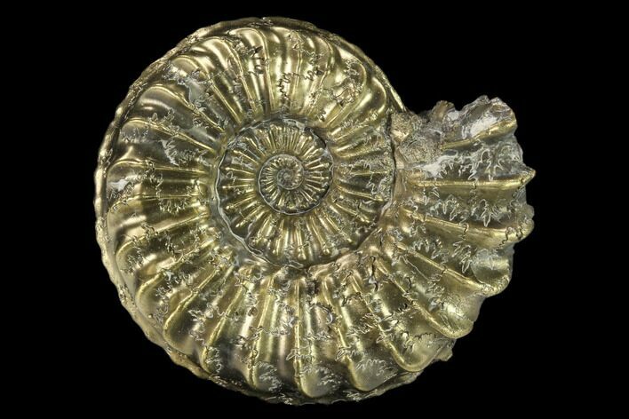 Pyritized (Pleuroceras) Ammonite Fossil - Germany #131101